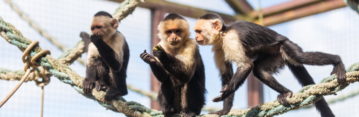 Monkey Haven, Isle of Wight